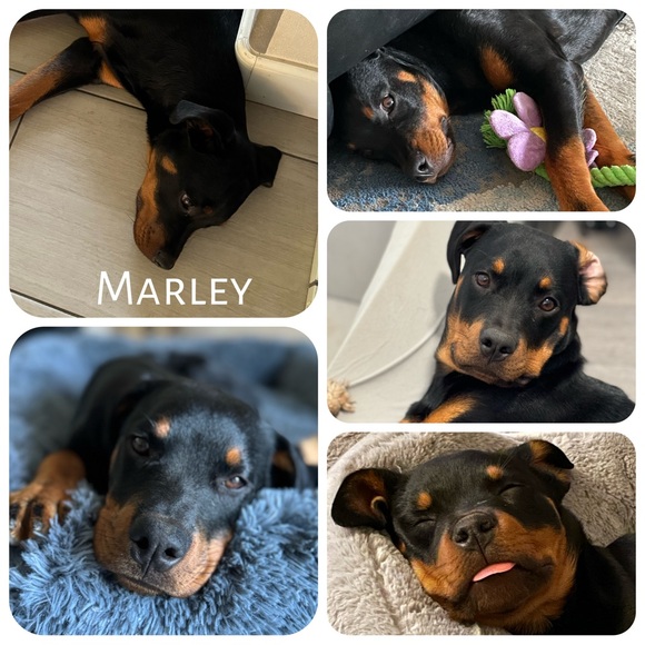 Meet your Posher.. - Picture 2 of 8